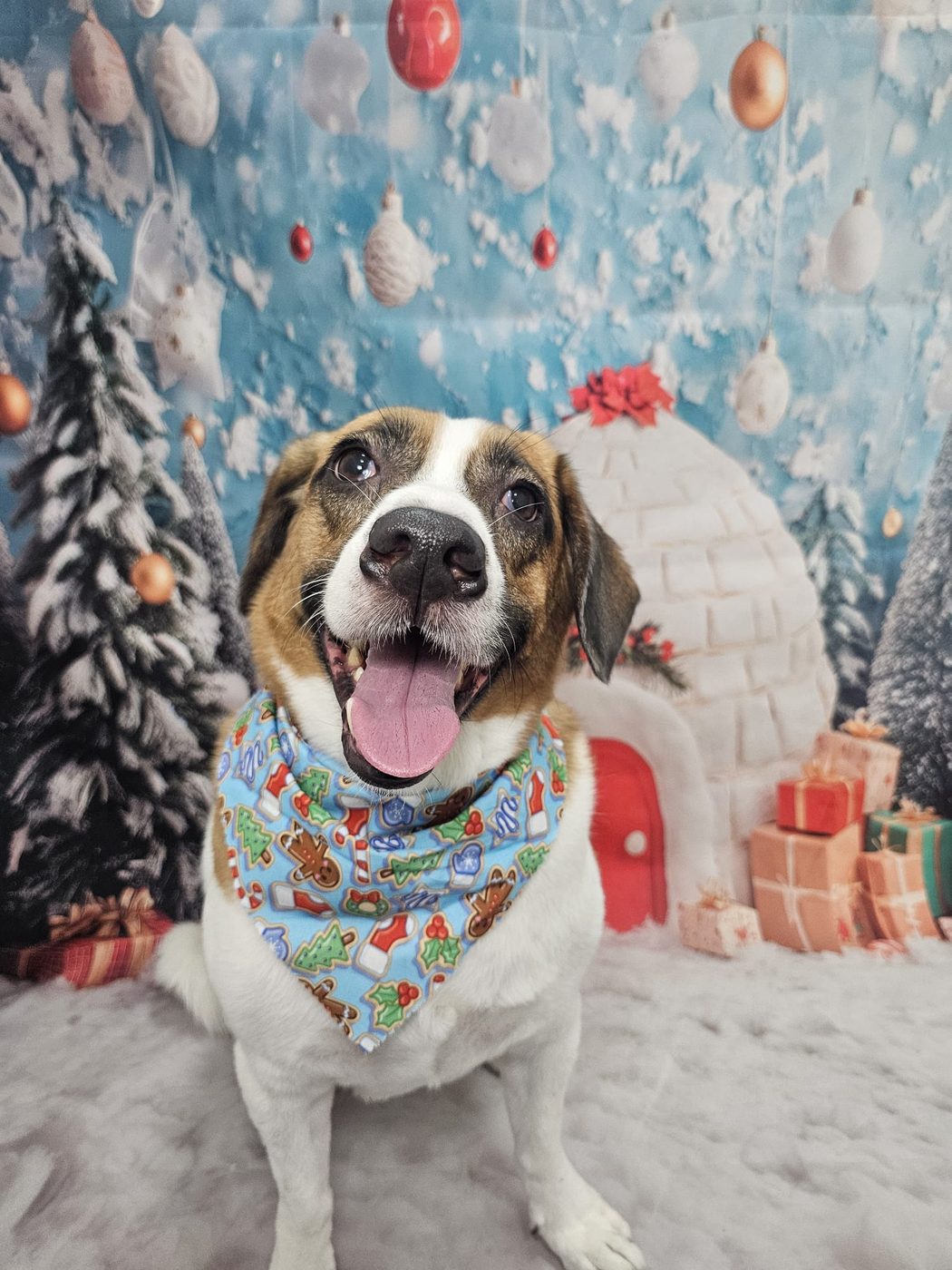Beagle in Chinese New Year backdrop