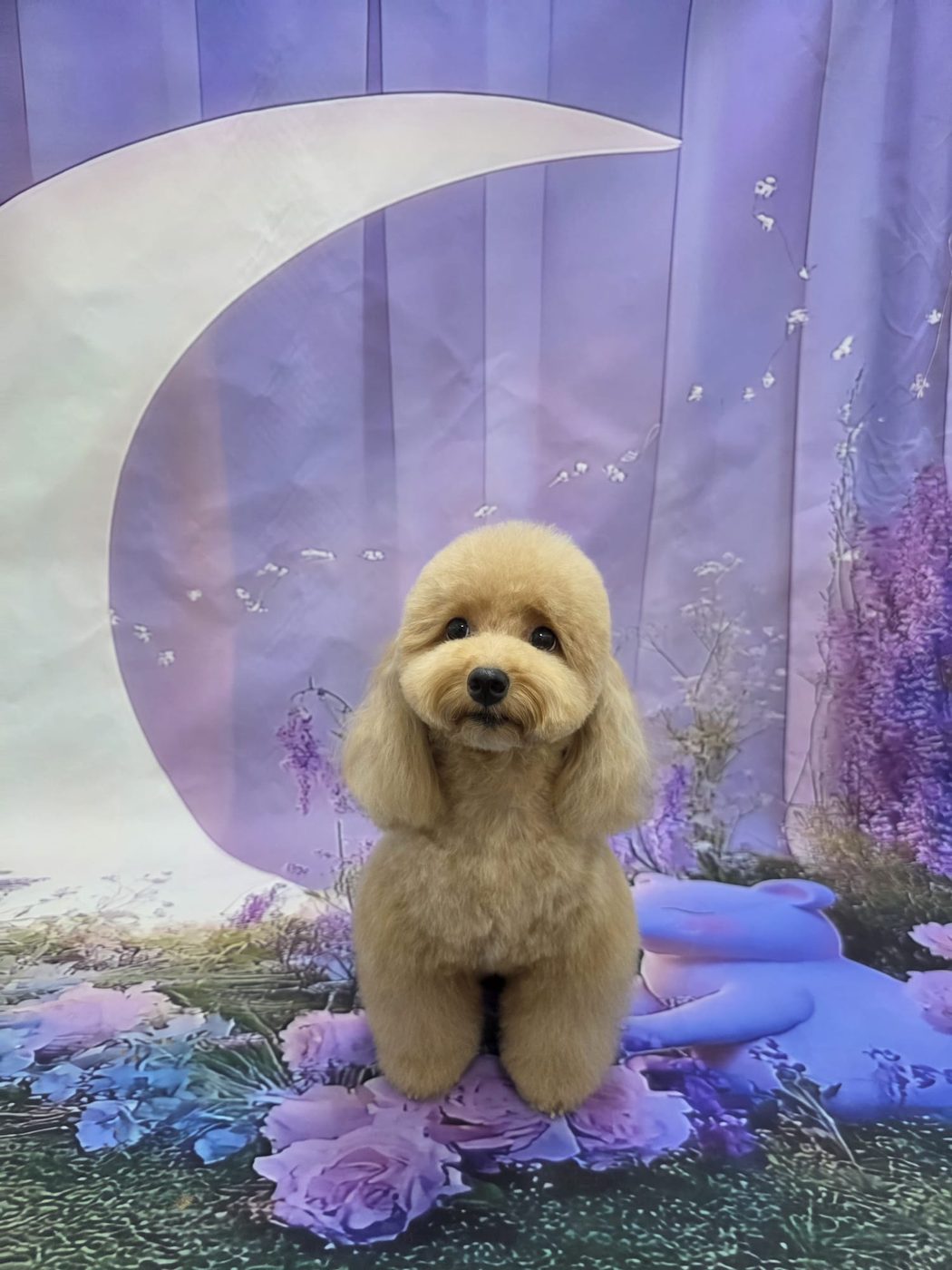 Poodle on crescent moon backdrop