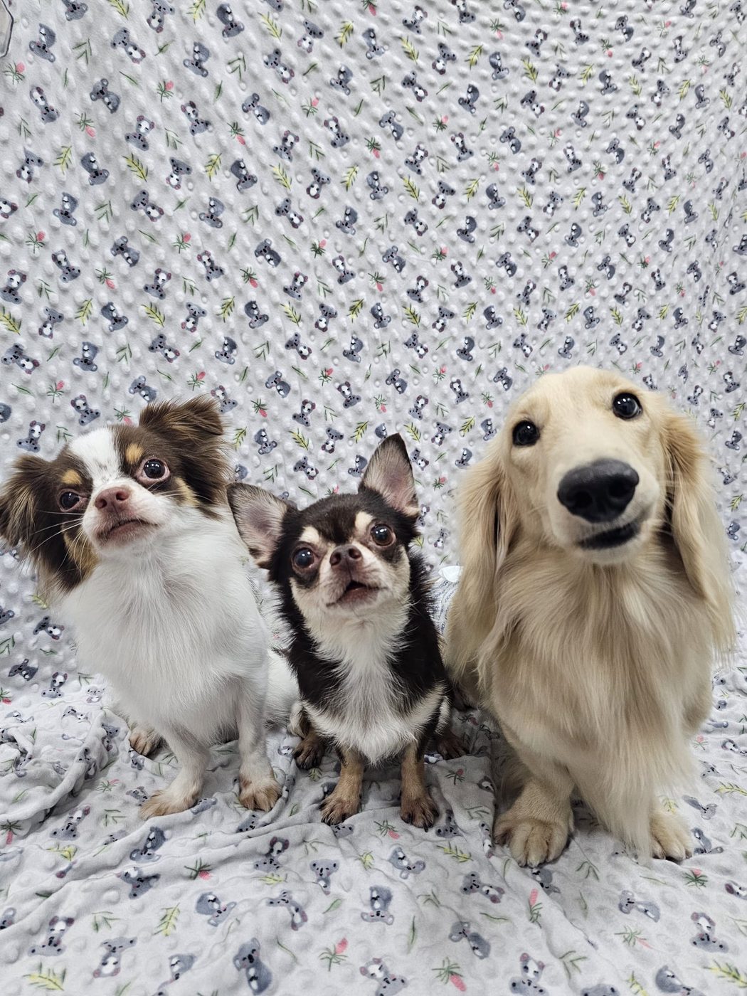 The regulars — small dogs after grooming